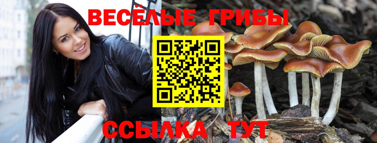 Галлюциногенные грибы прущие грибы  Галлюциногенные грибы мицелий  Губаха  Вход с VPN 